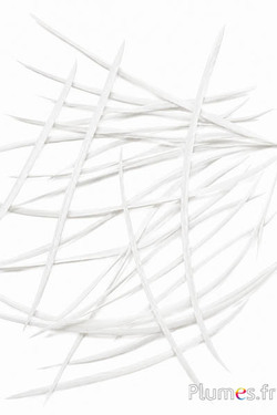 Oca - 10-17 cm - bianco